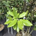 Quercus ilex - 6