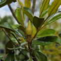 Magnolia grandiflora 'Galissonnière' - 2