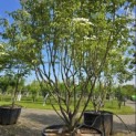 Cornus kousa 'Milky Way' - 2