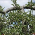 Malus domestica 'Elstar' - 8
