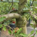 Malus domestica 'Elstar' - 7