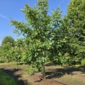 Juglans regia 'Bella Maria'' - juni 2026