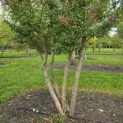 Lagerstroemia indica 'Rosea' - 1