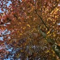 Fagus sylvatica 'Atropunicea' - 2