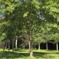 Quercus Palustris - 3