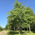 Quercus Palustris - 2