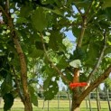 Quercus pontica - 2