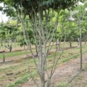 Parrotia persica 'Vanessa' - Foto 5