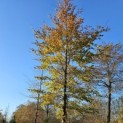 Fagus sylvatica 'Atropunicea' - 1692