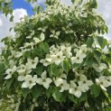 Cornus kousa 'China Girl' - 3