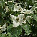 Cornus kousa 'China Girl' - 4