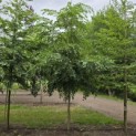 Styrax japonicus - 1
