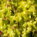Fagus sylvatica 'Rohan Gold' - blad