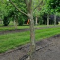Platanus x hispanica - Foto 1