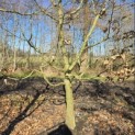 Carpinus betulus - 3