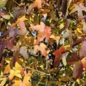 Liquidambar styraciflua - 1
