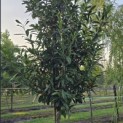 Prunus laur. Caucasica - 2