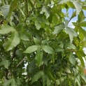 Liquidambar styraciflua 'Palo Alto' - Foto 1