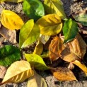 Styrax japonicus - impressie herfstkleuren blad