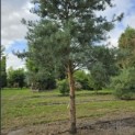 Pinus sylvestris 'Glauca' - 3