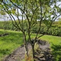Amelanchier lamarckii - 2