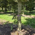 Fagus sylvatica 'Atropunicea' - 2