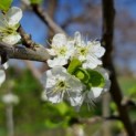 Prunus domestica 'Bleue de Belgique' - Foto 5