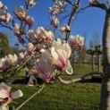 Magnolia soulangeana - Foto 2