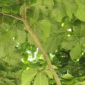 Parrotia persica - 6
