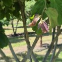Parrotia persica - 7