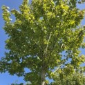 Acer x freemani 'Autumn Blaze' - Foto 8