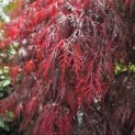 Acer palmatum 'Garnet' - 6