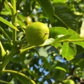 Juglans regia 'Coenen'' - volop noten in juni 2026