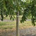 Juglans nigra - Foto 6