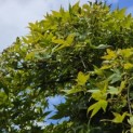 Acer palmatum 'Jiro-shidare' - 4