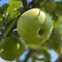 Malus domestica 'Zoete Aagt' - Foto 3
