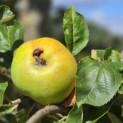 Malus domestica 'Zoete Aagt' - Foto 2