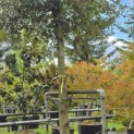 Quercus ilex - 2