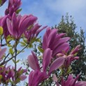 Magnolia 'Susan' - 1