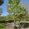 Carpinus betulus - Foto 6
