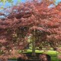 Acer palmatum 'Garnet' - 2
