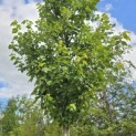 Acer rubrum 'Red Sunset' - 5