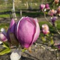 Magnolia 'Lennei' - 5