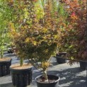 Acer palmatum 'Twombly's Red Sentinel' - Foto 1