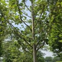 Malus domestica 'Rode Boskoop' - 1