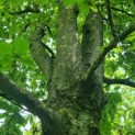 Carpinus Betulus - Afbeelding 2