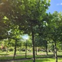 Platanus x hispanica - 1