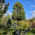 Ilex Aquifolium - 2