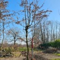 Carpinus Betulus - 5