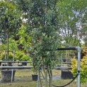 Quercus ilex - 3